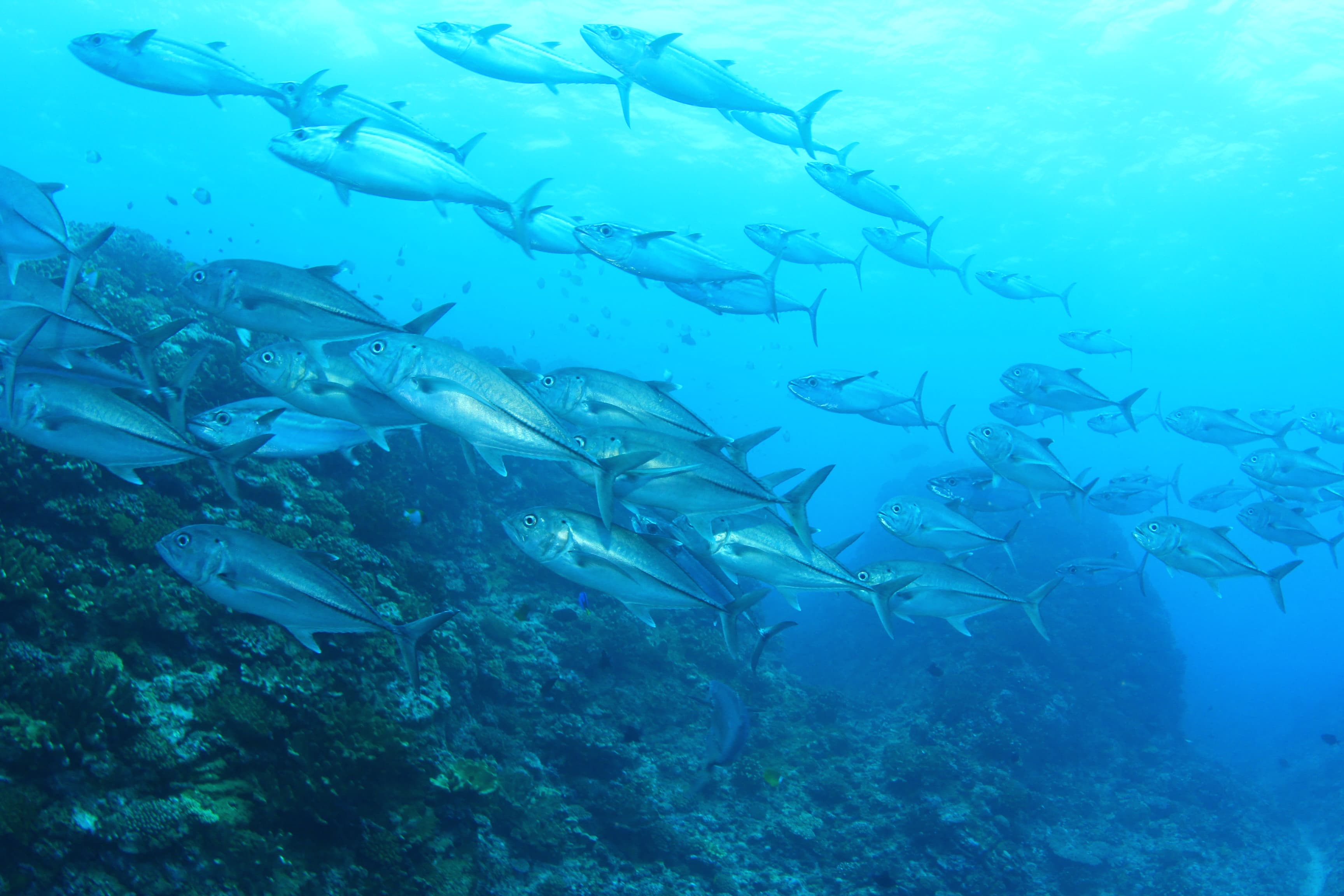 慶良間ボートダイビング 画像3