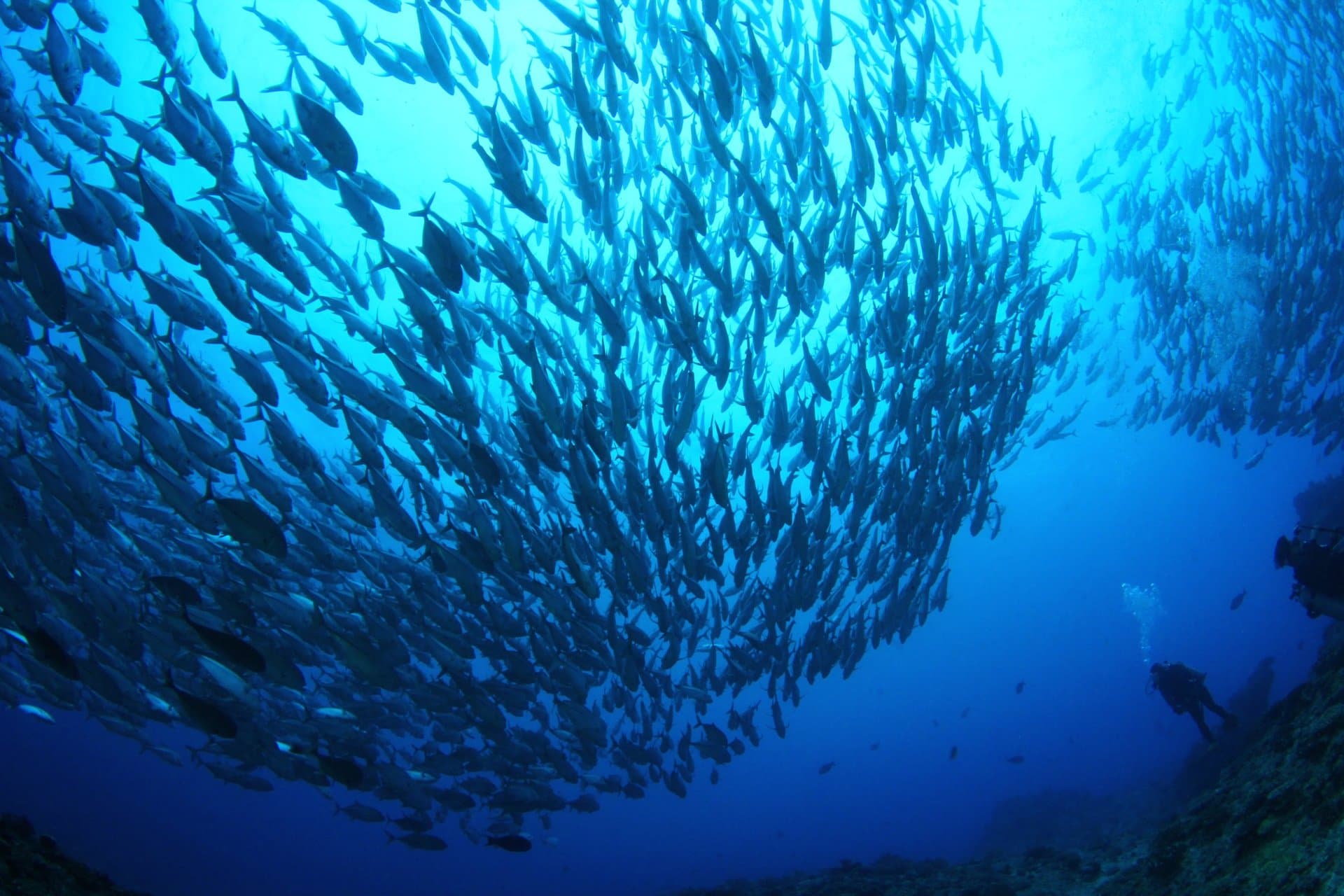 ダイバーと大きな魚の群れ