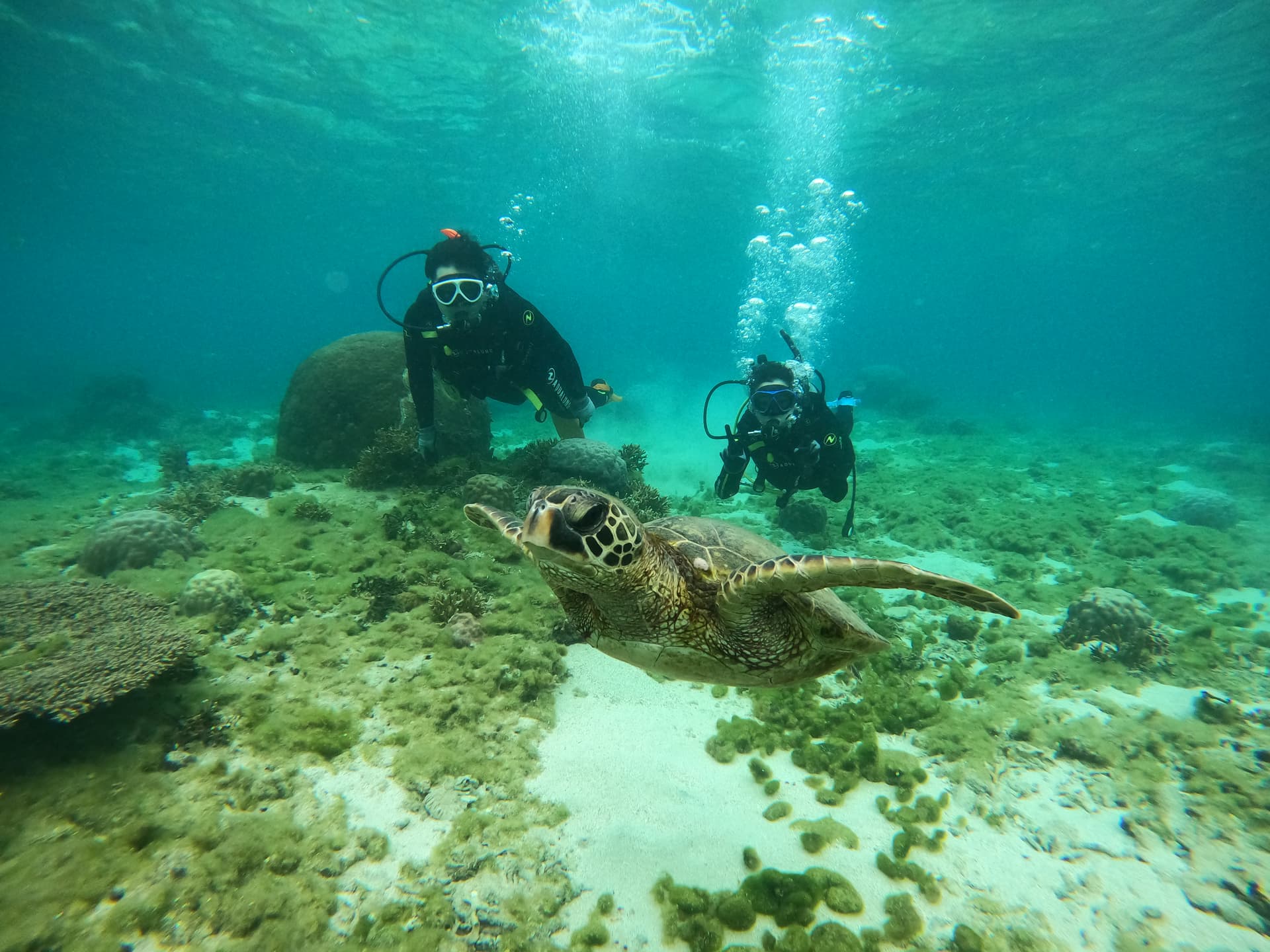 トロピカル シュノーケル・体験ダイビング 画像