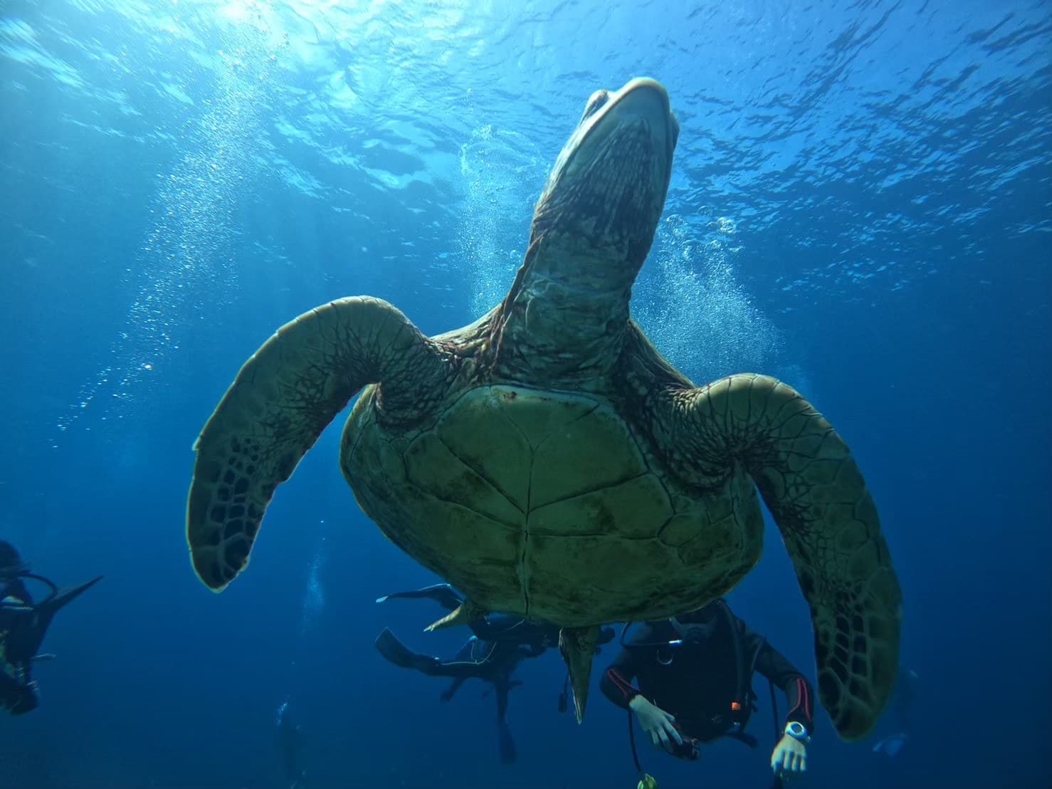ダイバーの上を泳ぐウミガメ