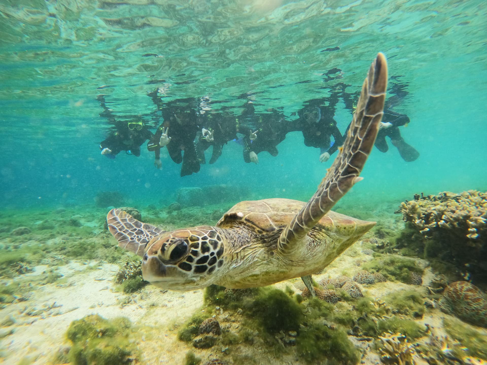 トロピカル探検コース
(シュノーケル・体験ダイビング) 画像1
