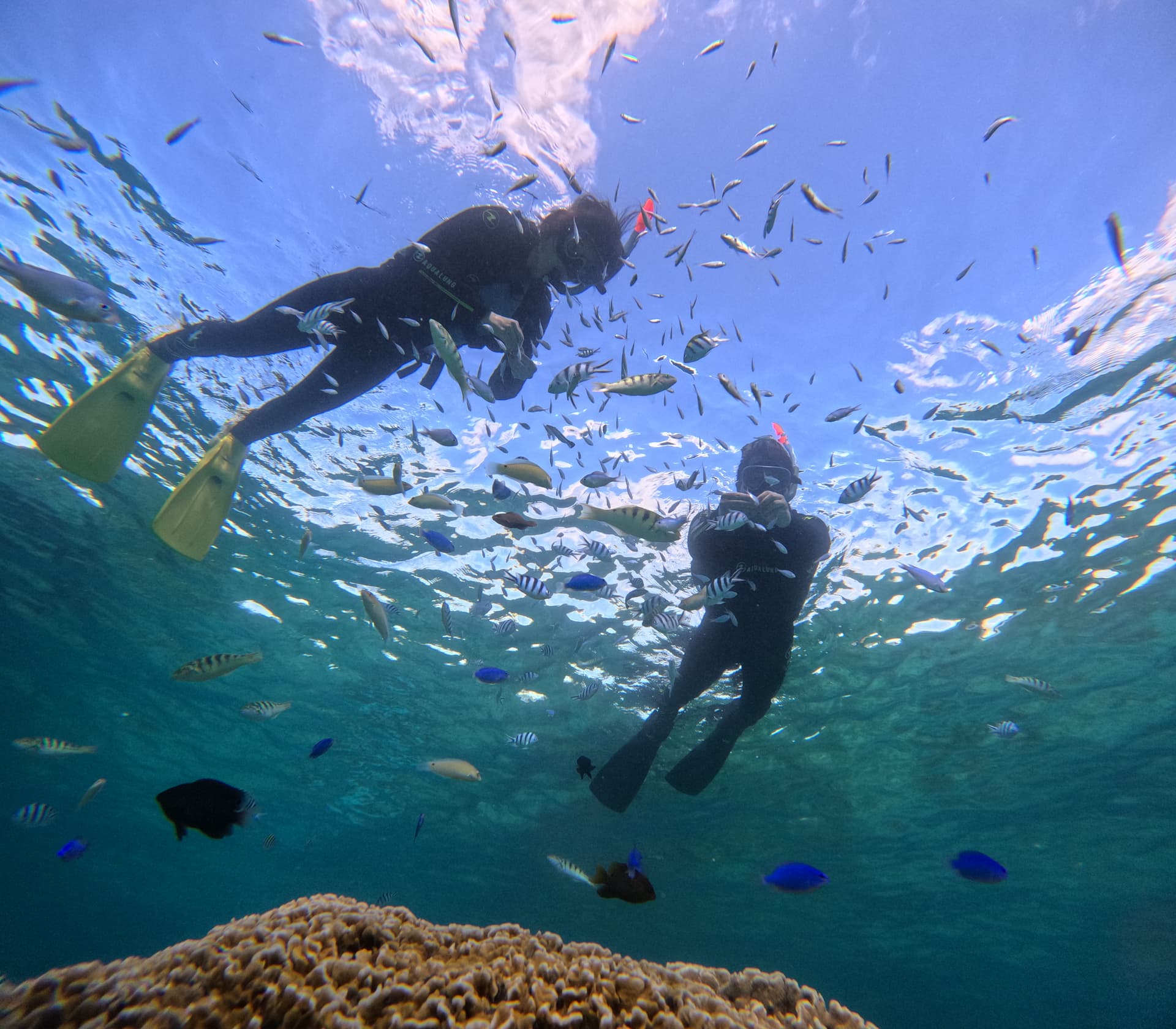 トロピカル探検コース
(シュノーケル・体験ダイビング) 画像3