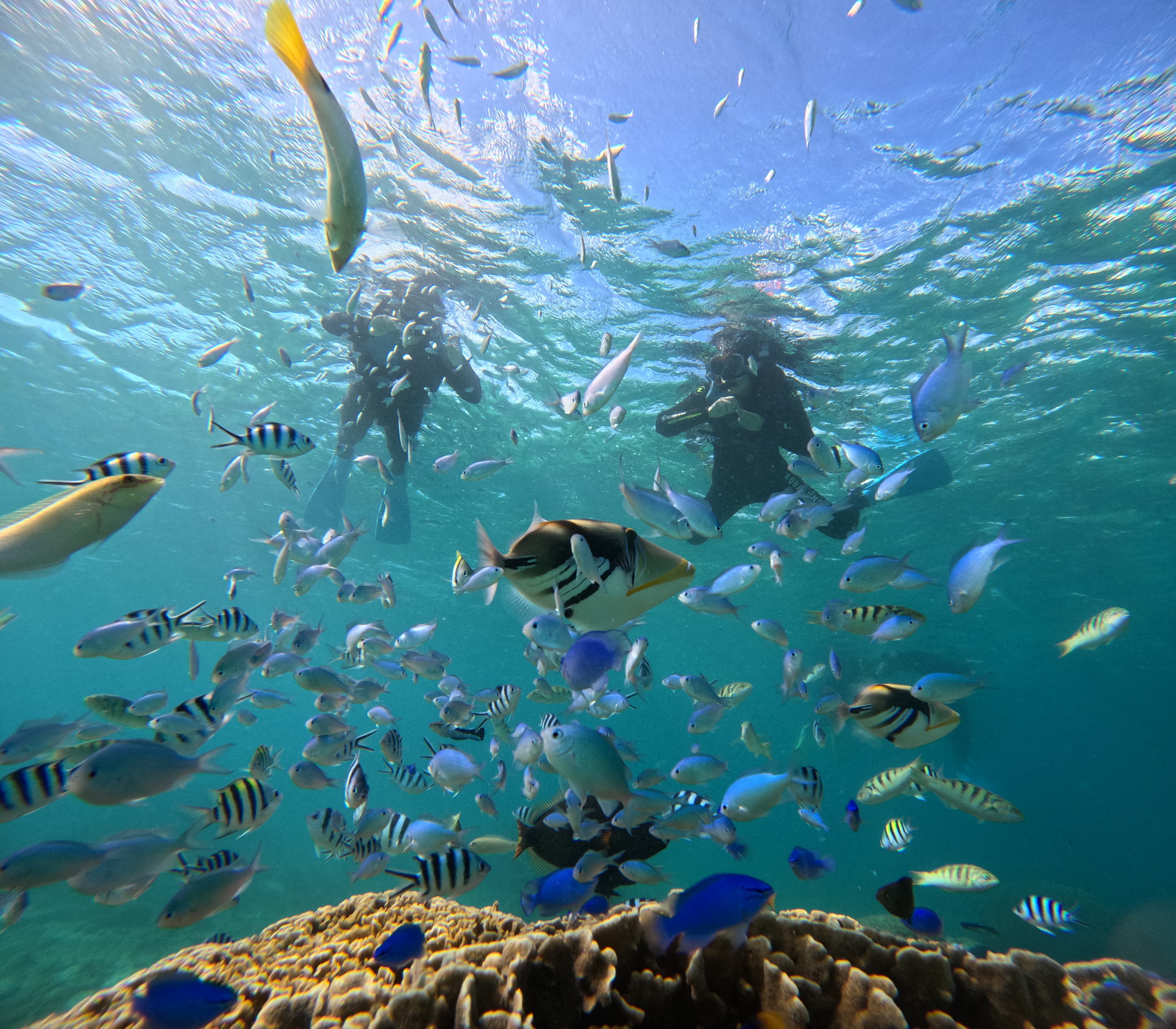 シュノーケル 画像1