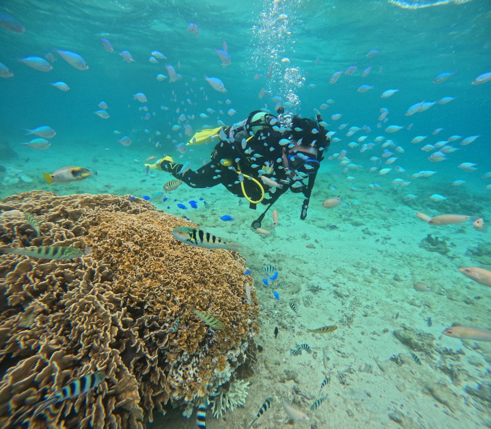 サンゴと魚の群れの中を泳ぐダイバー