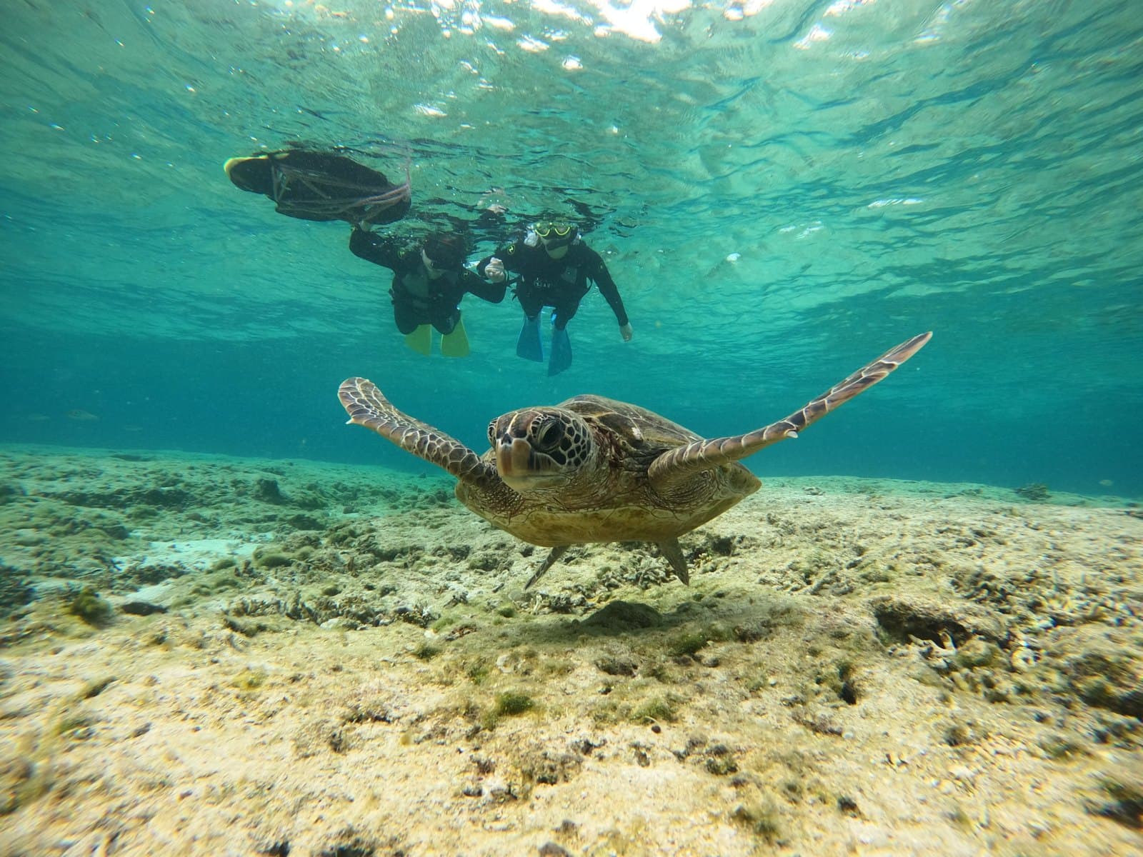 糸満の海でウミガメと泳ぐシュノーケル