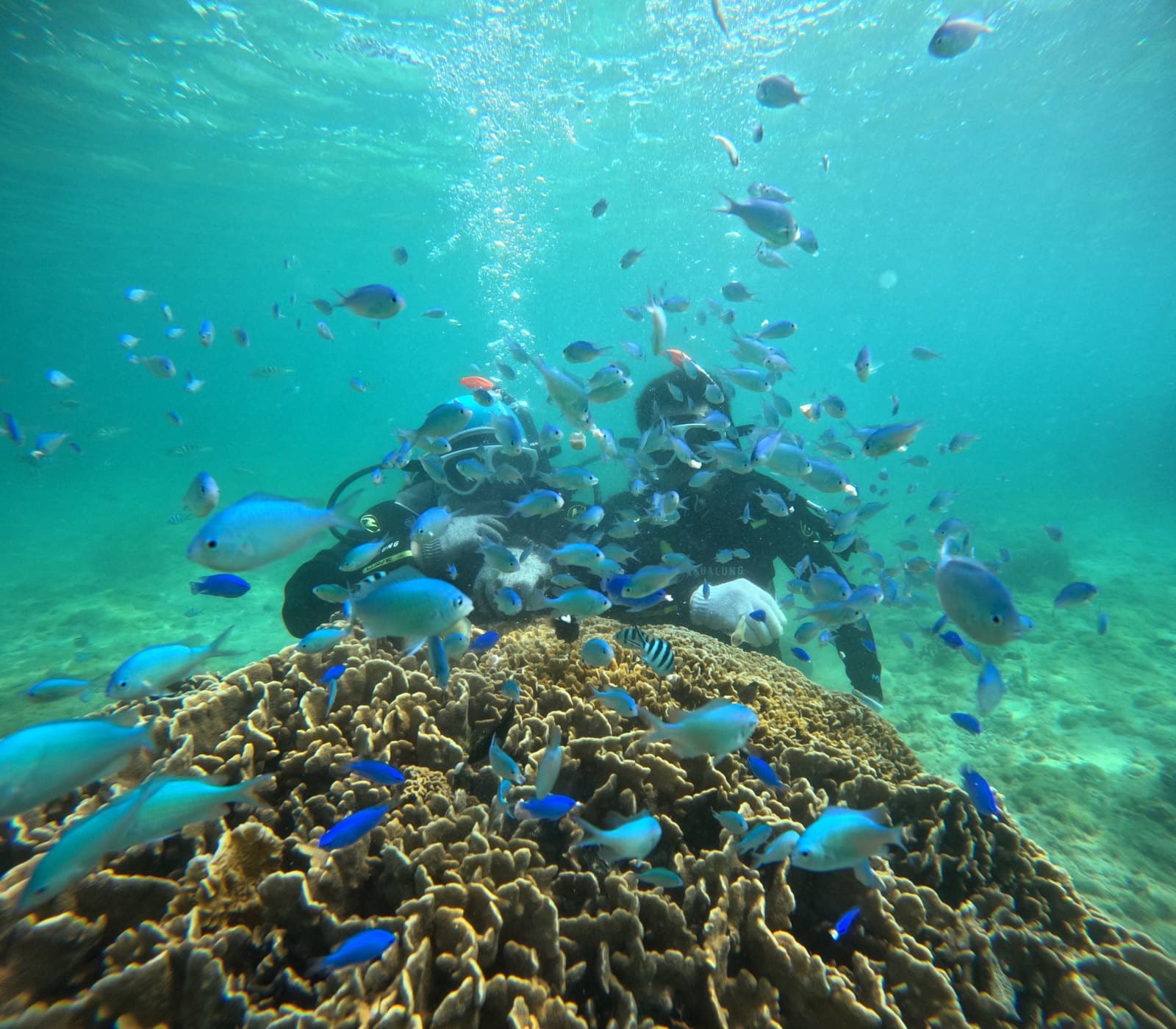 サンゴ礁と南国の魚