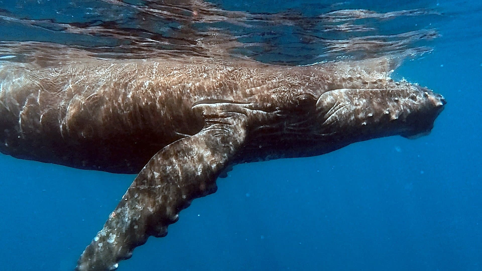 水面近くを泳ぐザトウクジラ