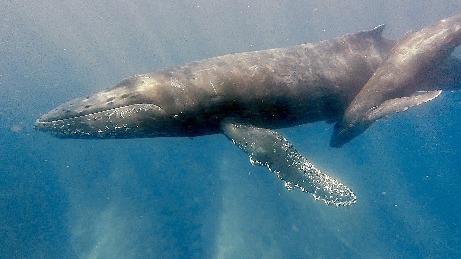 寄り添って泳ぐザトウクジラ